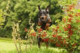 BEAUCERON 794